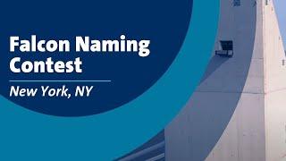 New York Falcon Naming Contest 2024