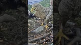 Eagle dad brings big fish #whitetaleeagle #eagle #eaglecam #fish #shorts