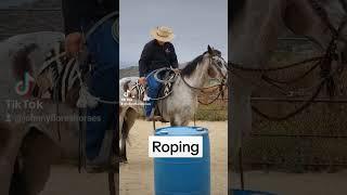 roping obstacle tip. #horsetraining #exca #horse #bosal #buckaroo