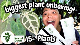  Kartel Daun Unboxing!!! New Plants  you have to see these ANTHURIUMS 