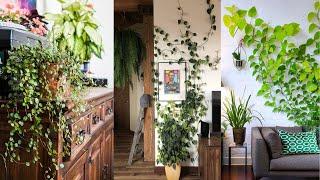 11 Lush Indoor Plants to Give Your Home a Jungle Vibe