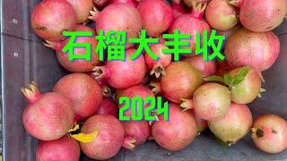 石榴种植之果树成熟之后的大丰收（2024）