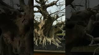 Bonsai amplas putih super istimewa ( PAMNAS  majalengka )