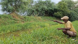 Best Catching Baam fishes & Tilapia fish in Village pond|Baam fishes & Tilapua catch by Single Hook