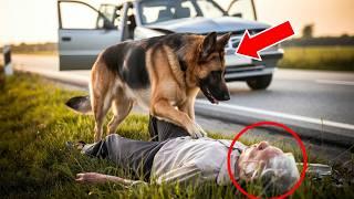 STREET DOG RESCUES ELDERLY WOMAN IN CAR ACCIDENT AND DRAGS HER 300 METERS IN SEARCH OF HELP...