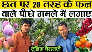 छत पर 20 तरह के फल वाले पौधे गमले में लगाएं | 20 Fruit Plant In Terrace Garden