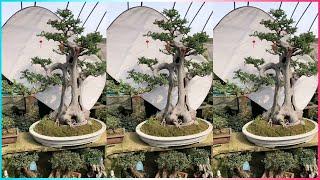 Creating Miniature Worlds with Plants: The Magical Charm of Bonsai #Bonsai #vlog134