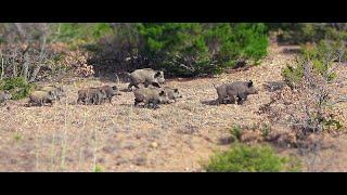 Anadolu'da Muhteşem Bir Domuz Avı 1 / A Magnificent Wild Boar Hunt in Anatolia