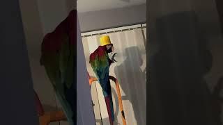He’s got on his sleepy hat #bird #parrot #funny #viral