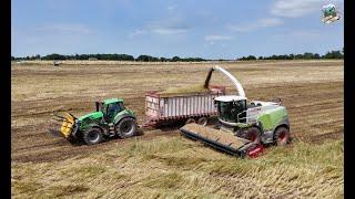 Chopping Triticale in Southwest Missouri