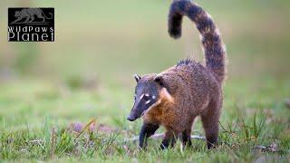 The Fascinating World of South American Coatis