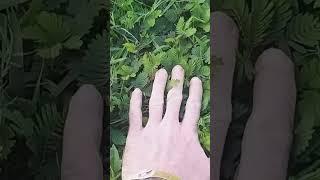 Кубинская нежность растений. Мимоза стыдливая. Трава, которая тебя стесняется.