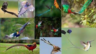 Long Tail Birds Of Paradise || beautiful long tail birds || satakshi channel.