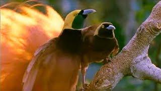 Birds of Paradise Mating Dance | Battle of the Sexes | BBC Earth