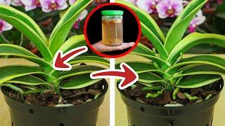 Knowing this secret, the orchid will quickly bud and bloom all year round