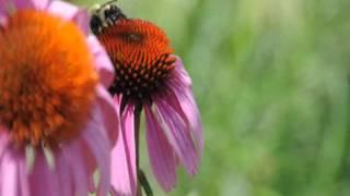 Plants for Bees and Butterflies