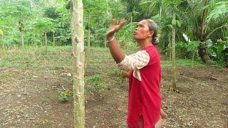 KEBUN PEPAYA DI SERANG HAMA GASIR|| LASUNG DI TANGKAP DI MASAK