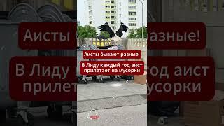 Некоторые беларусские #аисты вместо полей выбирают городские мусорки  #беларусь #мусорка #лида #еда