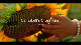 Sunset at Campbell's Cross Farm - Sunflower Portrait