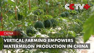 Vertical Farming Empowers Watermelon Production in China｜BIZTODAY