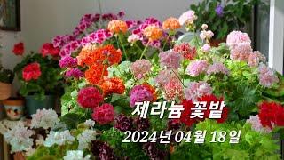 제라늄꽃밭 2024년 04월 18일