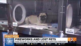 What to do if you lost a pet during New Year's Eve fireworks