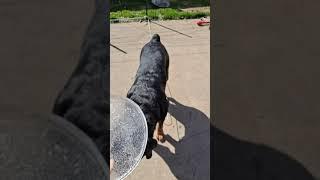 Rottweiler vs Amazing Ice Disk!