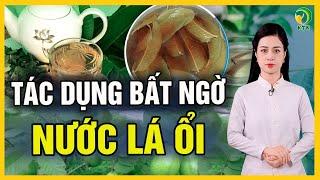 Chuyện gì xảy ra nếu uống nước lá ổi mỗi ngày? - KHỎE TỰ NHIÊN