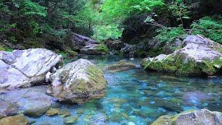 青く美しく透き通る清流の川の音,小鳥のさえずり【勉強,作業,集中,睡眠,癒し,瞑想,リラックス,ASMR】