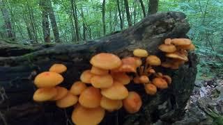Tour of Planet Mojo -- The Land Part 1