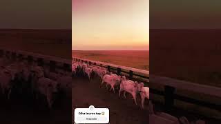 Só touros topes #cultura #agro #pecuarista #gado #fazenda #pecuaria