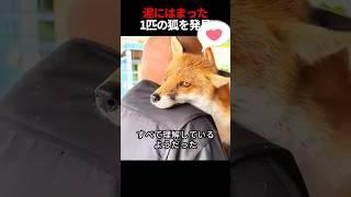 泥にはまった狐を助けた男が、その後...