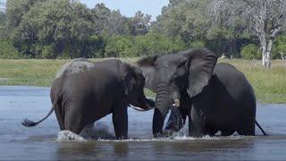 The Beauty of Wild Nature | National Geographic Documentary 2020 HD 1080P