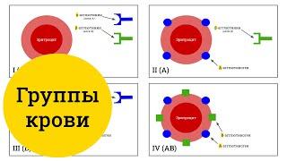 Группы крови человека (AB0) – самое простое объяснение