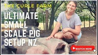 **ULTIMATE SMALL SCALE PIG REARNG SET UP - NZ LIFESTYLE BLOCK**