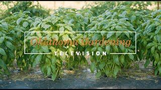 Basil Harvest & Processing