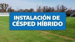 Césped Híbrido