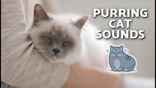 SOUNDS OF CATS PURRING  To Help Them SLEEP and RELAX