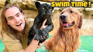 TEACHING BABY BLACK JAGUAR HOW TO SWIM ! WHAT HAPPENS ?!