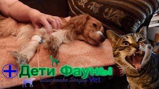 Лечение энтерита у собак. Советы ветеринара