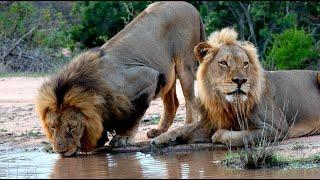 Two Male Lions Form a Powerful New Bond