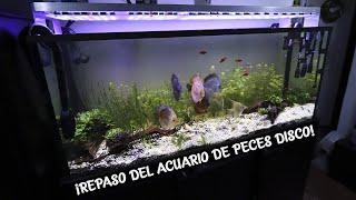 REVIEW OF THE 450 LITRE DISCUS FISH AQUARIUM AcuariosLP