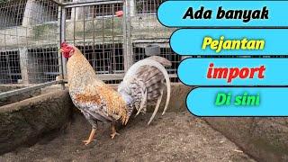 PETERNAKAN AYAM MILIK DEWA NYOMAN KERTA. (ANUGRAH BETET PENINJOAN)