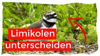 Der größte Fink, Zugzeit und Limikolen - Orni-Check Folge 42 | Ornithologie für Anfänger