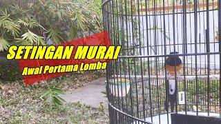 Tips setingan murai batu pertama kali lomba agar dapat durasi