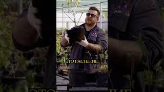 Растения с базы #садоводство #land_blog #gardening #landscape #garden #gardendesign