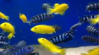 Yellow Labs (Labidochromis caeruleus) & Demasoni (Pseudotropheus demasoni)