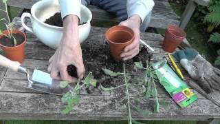 Amateur Gardening: Sage Cuttings - stage 2