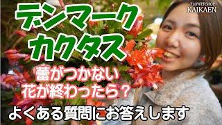 デンマークカクタス   蕾がつかない　花が終わったら　どうしたらいい？　よくある質問　お答えします【おうちでガーデニング】開花園チャンネル