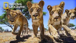 Inferno In The Kalahari Desert - Lion Pride Documentary | National Geographic Documentary 2023